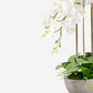 Eleanora RealTouch Orchid Centerpiece