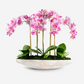 Elsa RealTouch Orchid Planter
