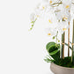 Henrietta RealTouch Orchid Arrangement