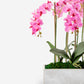 Isolde RealTouch Orchid Arrangement