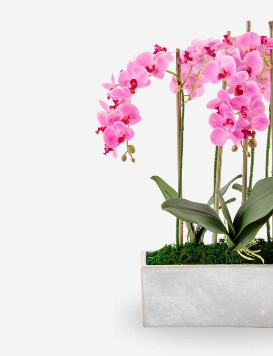 Isolde RealTouch Orchid Arrangement