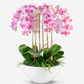 Jetta Oversized RealTouch Orchid Arrangement