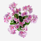 Jetta Oversized RealTouch Orchid Arrangement