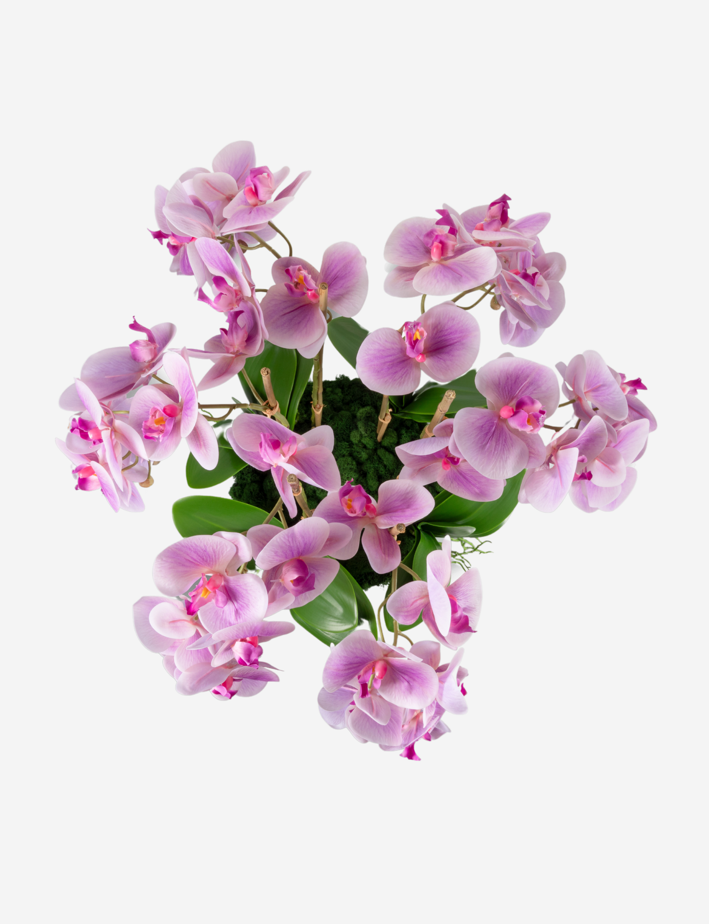 Jetta Oversized RealTouch Orchid Arrangement