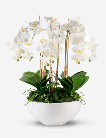 Jetta Oversized RealTouch Orchid Arrangement