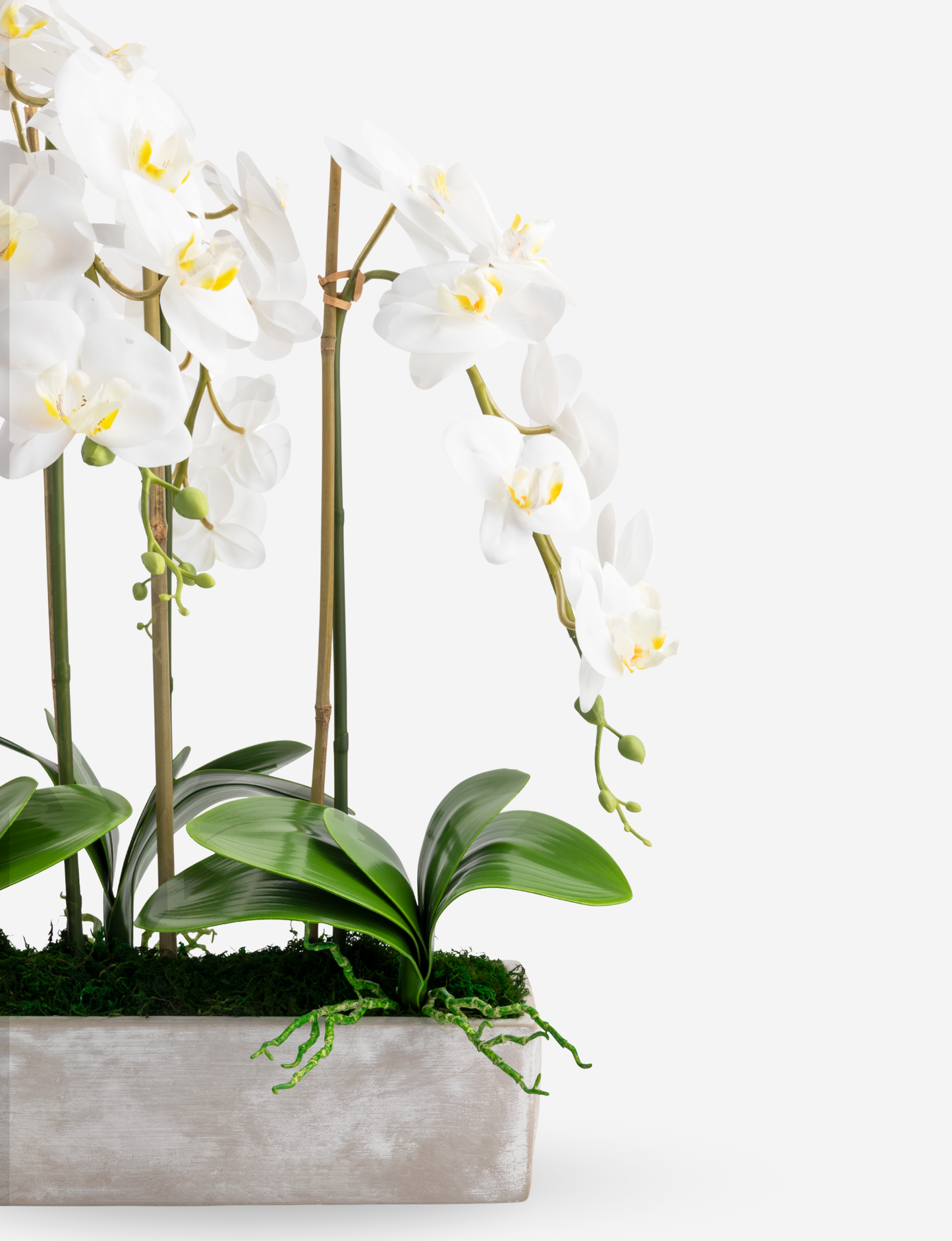 Lilibet RealTouch Orchid Arrangement