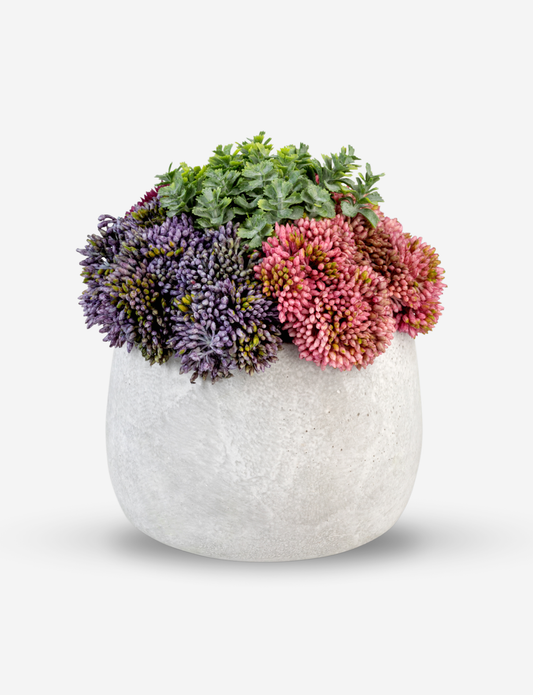 Loreta Sedum Arrangement