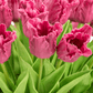Louisa RealTouch Tulip Arrangement