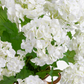 Lyra RealTouch Snowball Hydrangea Arrangement