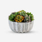 Madison Pleated Ceramic Succulent Arrangement