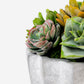 Madison Pleated Ceramic Succulent Arrangement