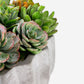 Madison Pleated Ceramic Succulent Arrangement