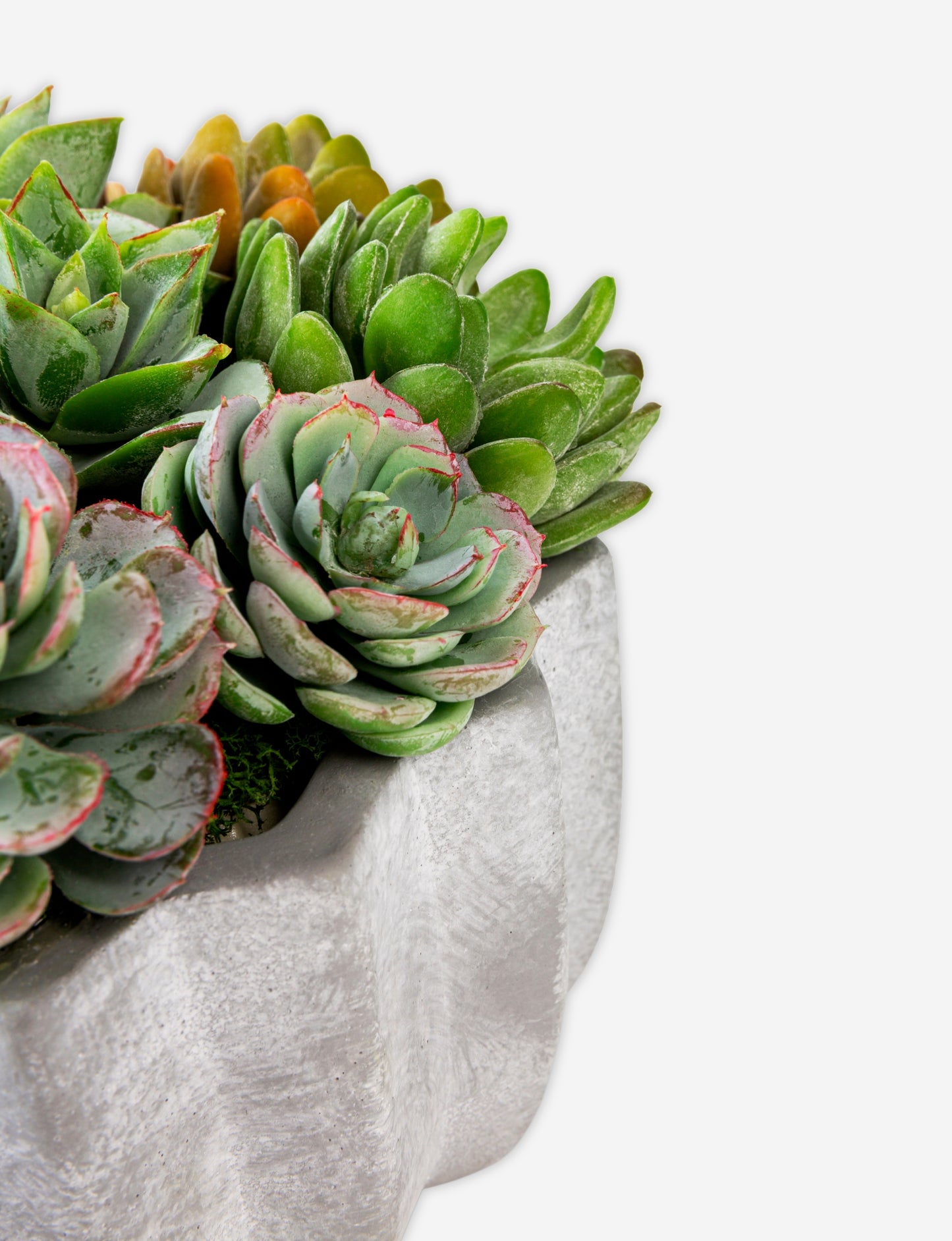 Madison Pleated Ceramic Succulent Arrangement