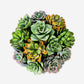 Madison Pleated Ceramic Succulent Arrangement