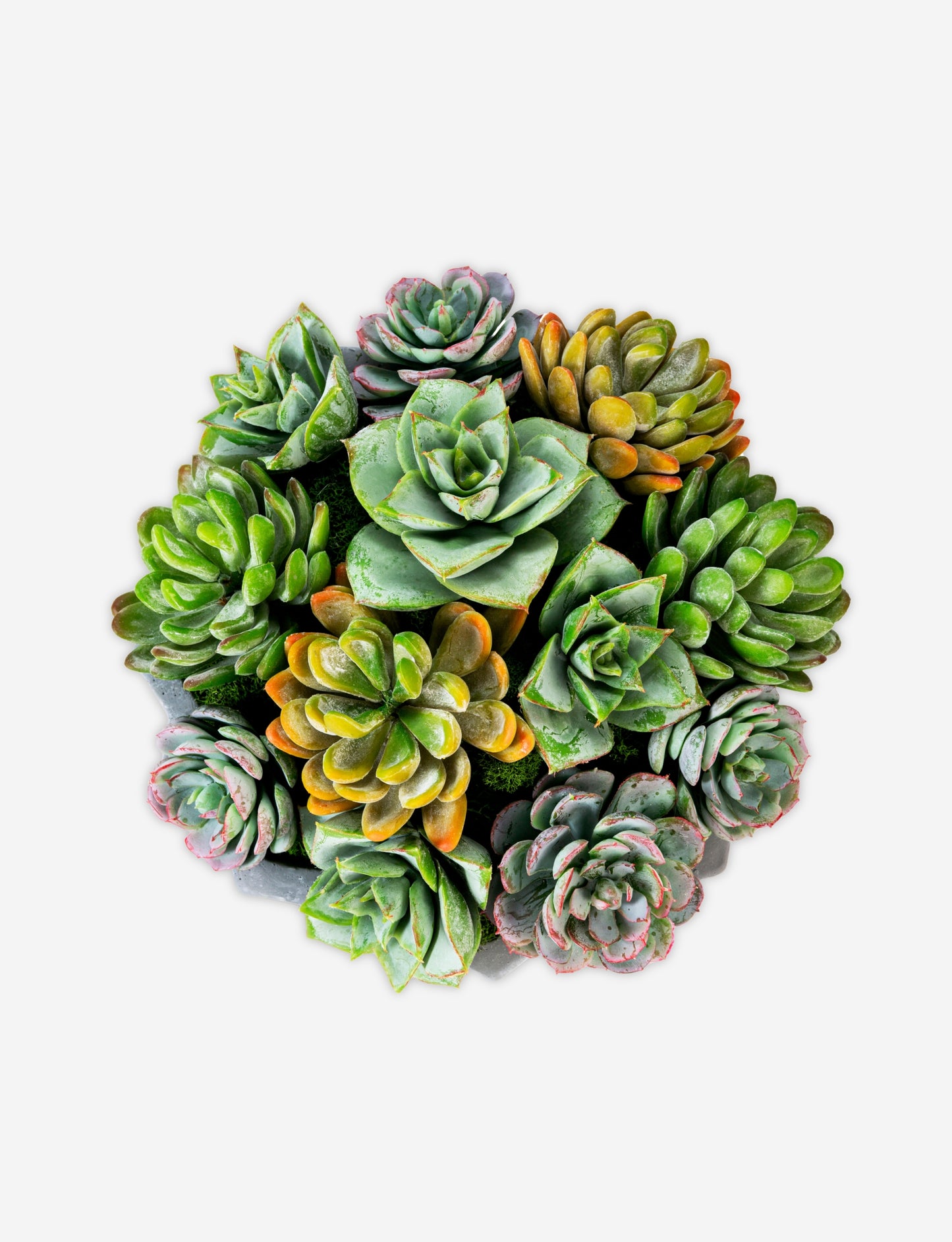 Madison Pleated Ceramic Succulent Arrangement