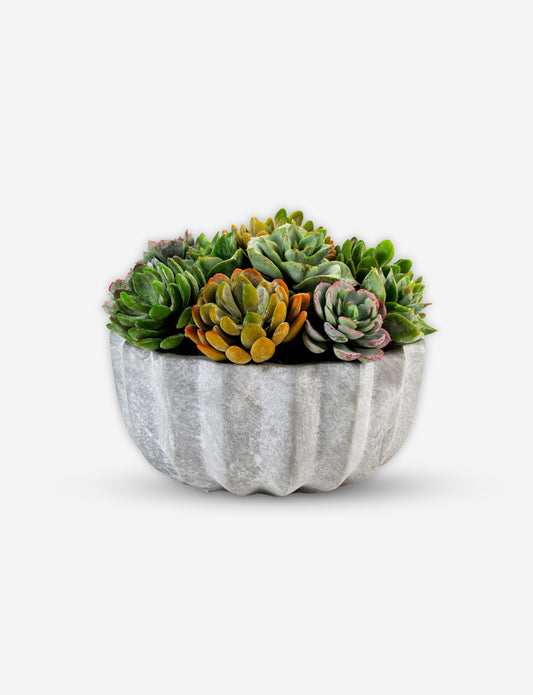Madison Pleated Ceramic Succulent Arrangement