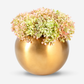 Ozias Gold Snowball Hydrangea