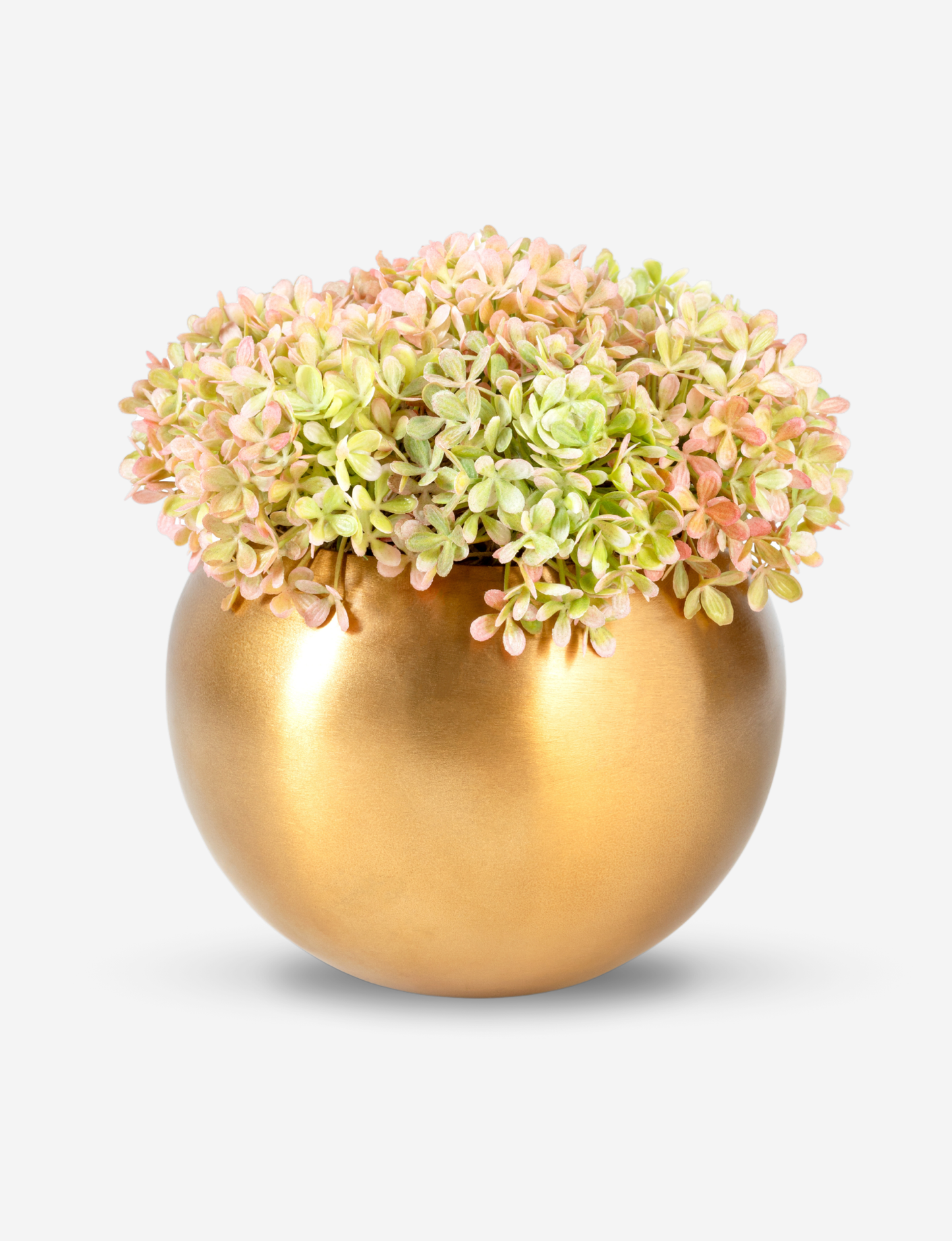 Ozias Gold Snowball Hydrangea