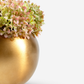 Ozias Gold Snowball Hydrangea