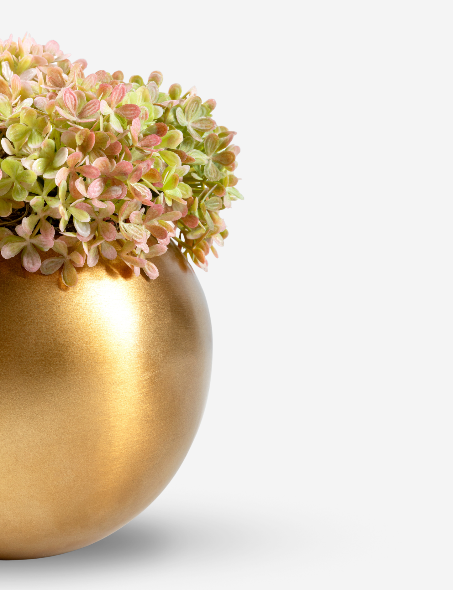 Ozias Gold Snowball Hydrangea