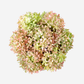 Ozias Gold Snowball Hydrangea