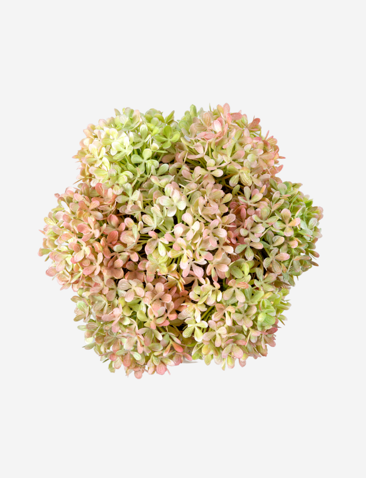 Ozias Gold Snowball Hydrangea