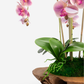 Phoenix RealTouch Orchid in Wood Bowl