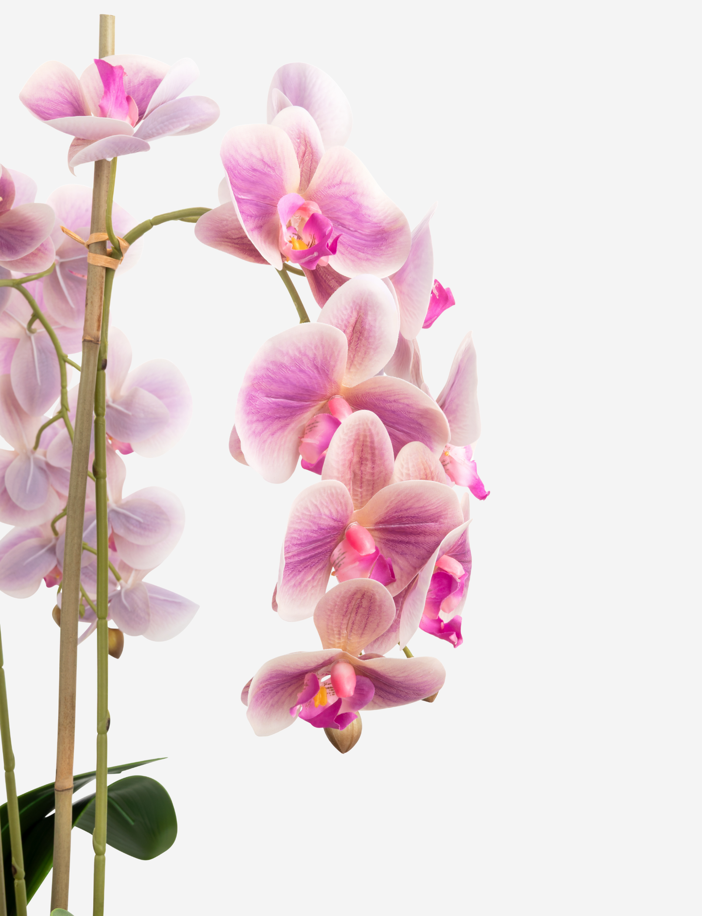 Phoenix RealTouch Orchid in Wood Bowl