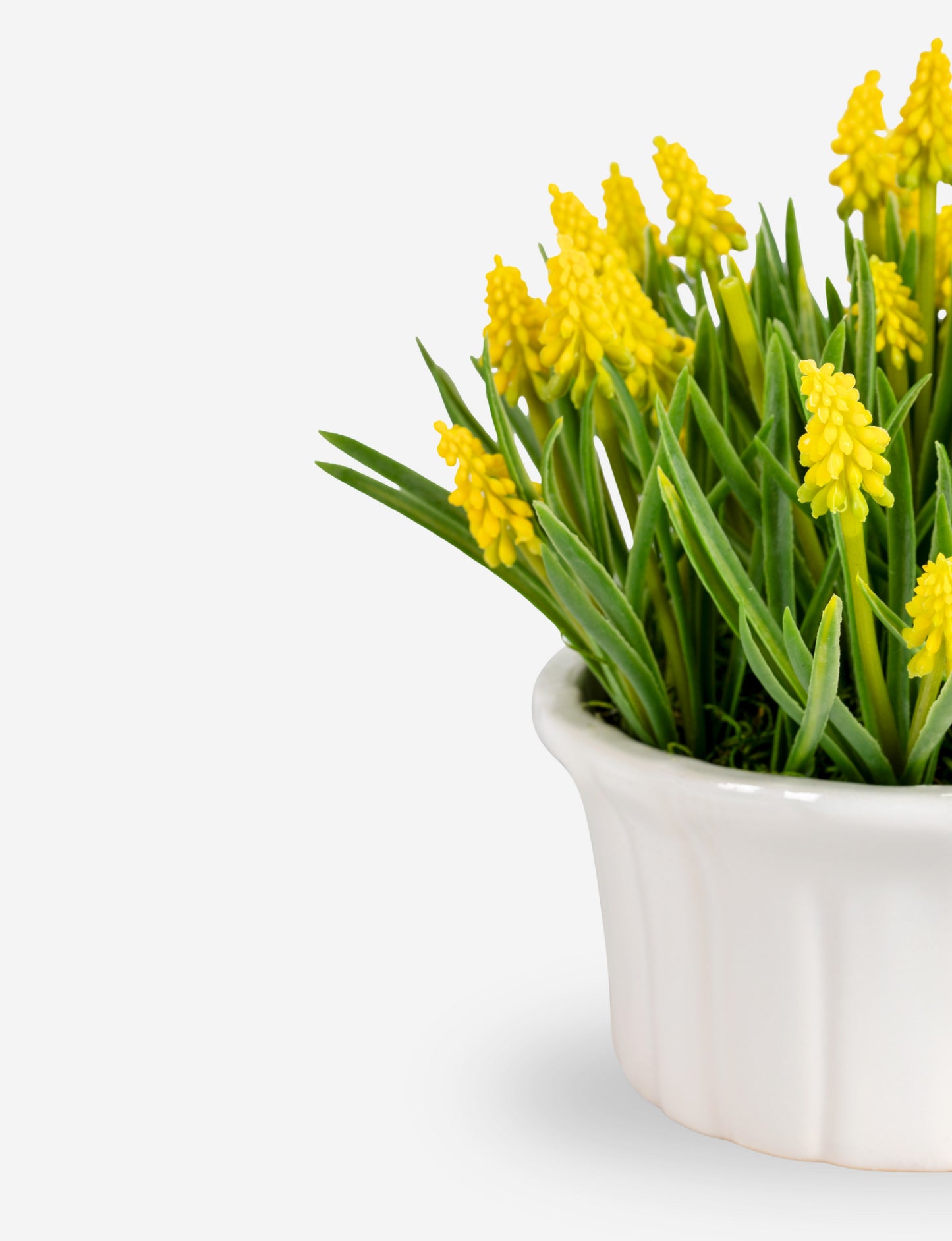Remy Hyacinth Arrangement
