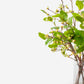 Savoy Greenery Bud Arrangement
