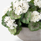 Felice Geranium Bush Arrangement