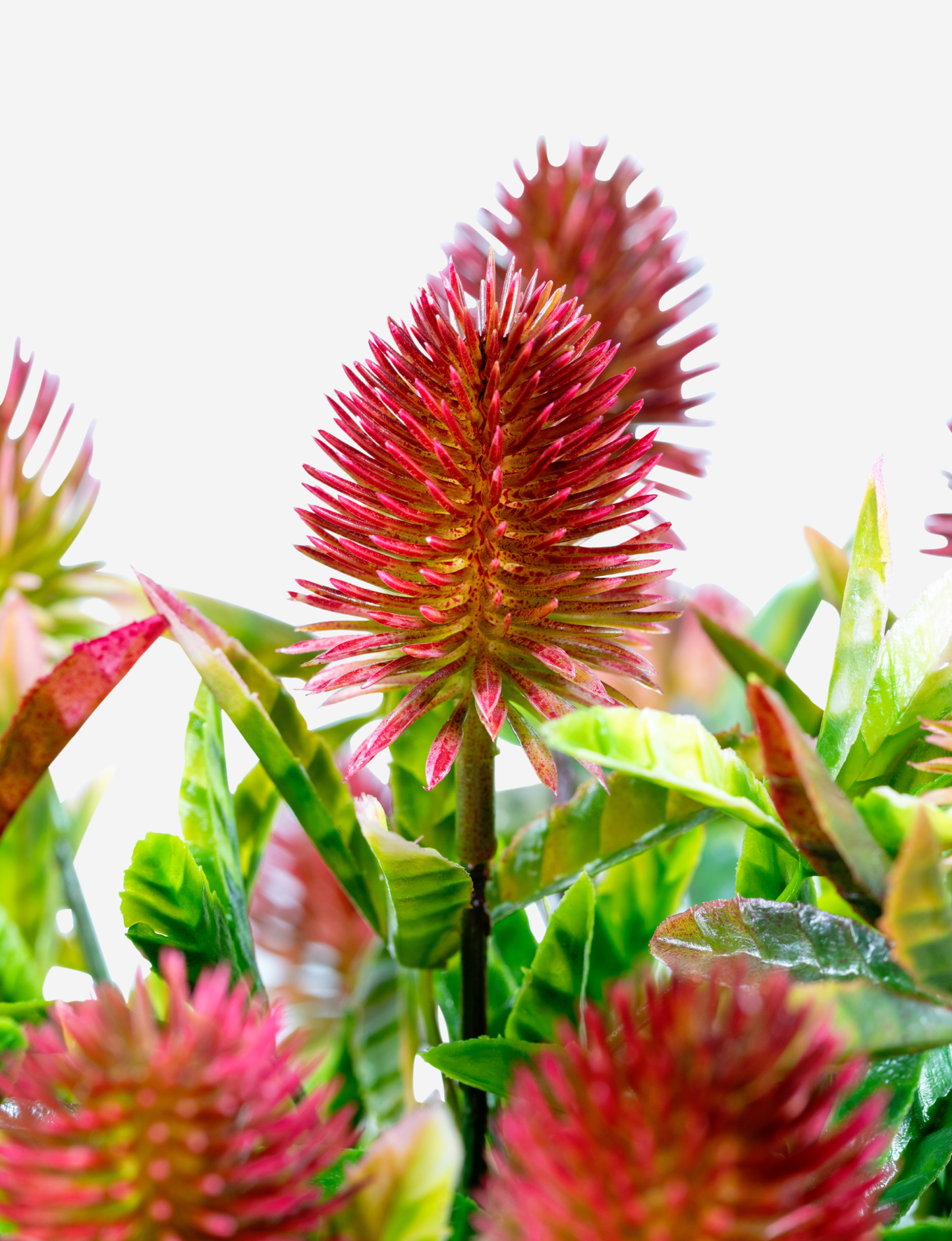 Starlette Thistle Arrangement