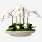 Elsa Orchid Planter