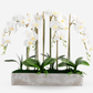 Lilibet RealTouch Orchid Arrangement