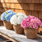 Willow RealTouch Hydrangea Arrangement