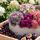 Georgina Sedum Arrangement