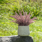 Esme Purple Wheatgrass