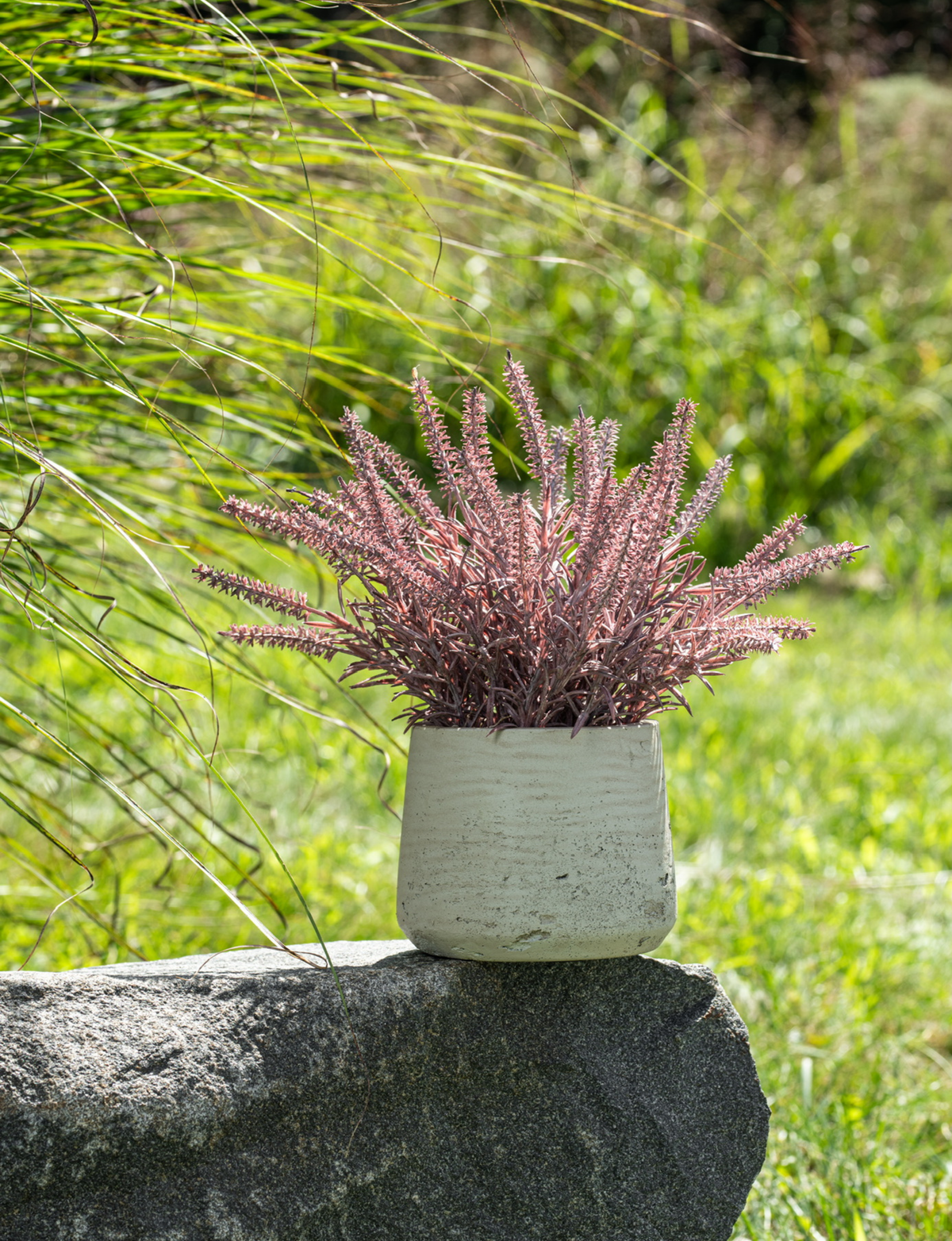 Esme Purple Wheatgrass