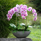 Eleanora RealTouch Orchid Centerpiece