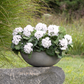 Felice Geranium Bush Arrangement