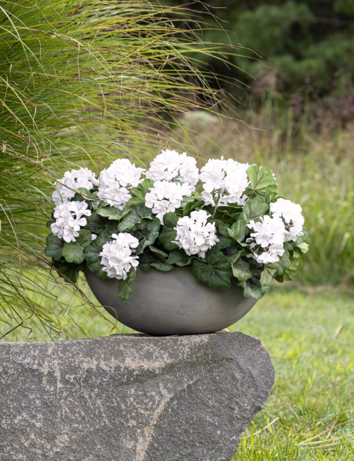 Felice Geranium Bush Arrangement