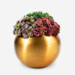 Valencia Gold Sedum Arrangement