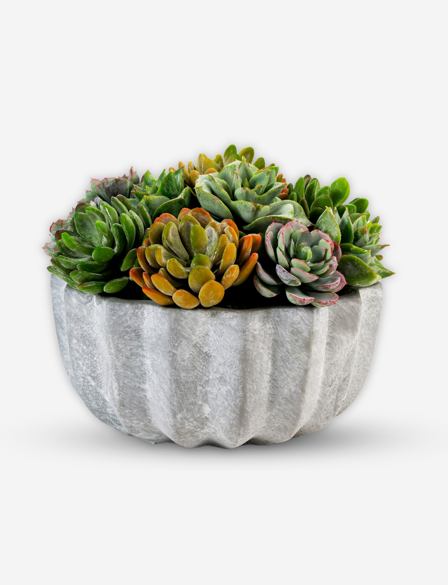 Madison Pleated Ceramic Succulent Arrangement