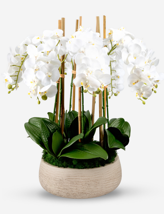 Briar Orchid Arrangement