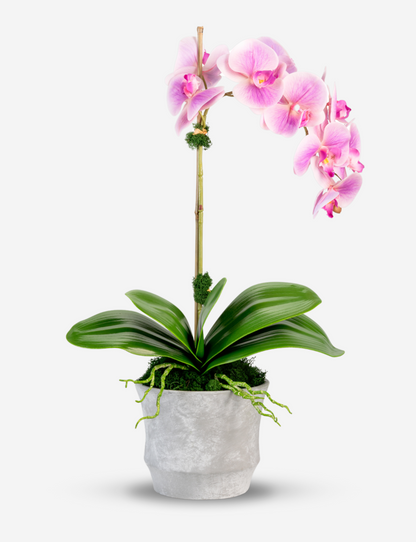 Clementine RealTouch Orchid Arrangement