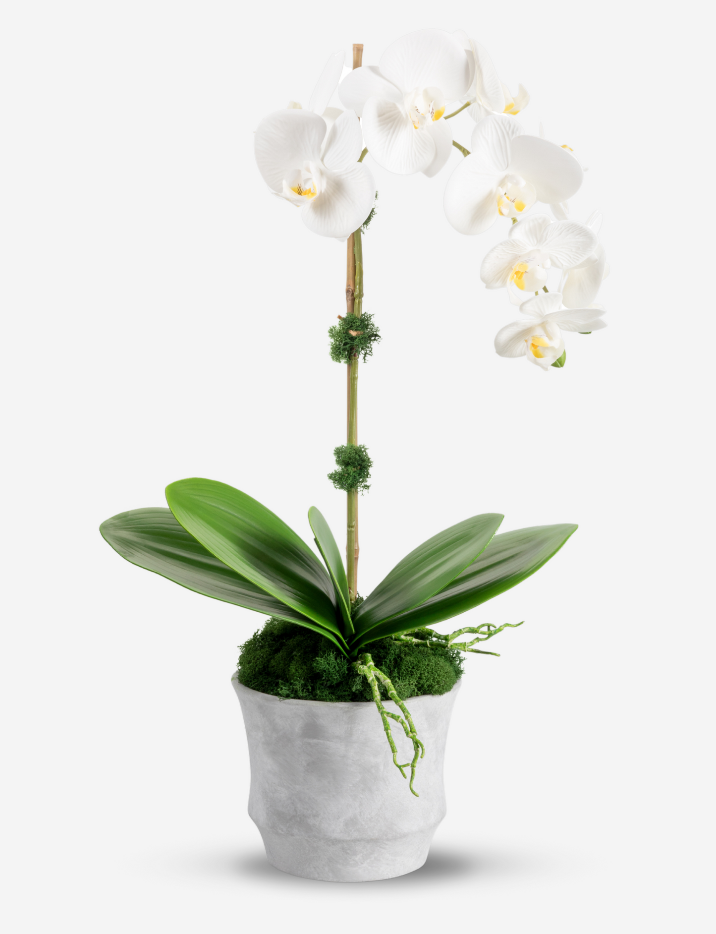 Clementine RealTouch Orchid Arrangement