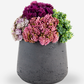 Neriah Mini Sedum Arrangement