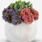 Loreta Sedum Arrangement