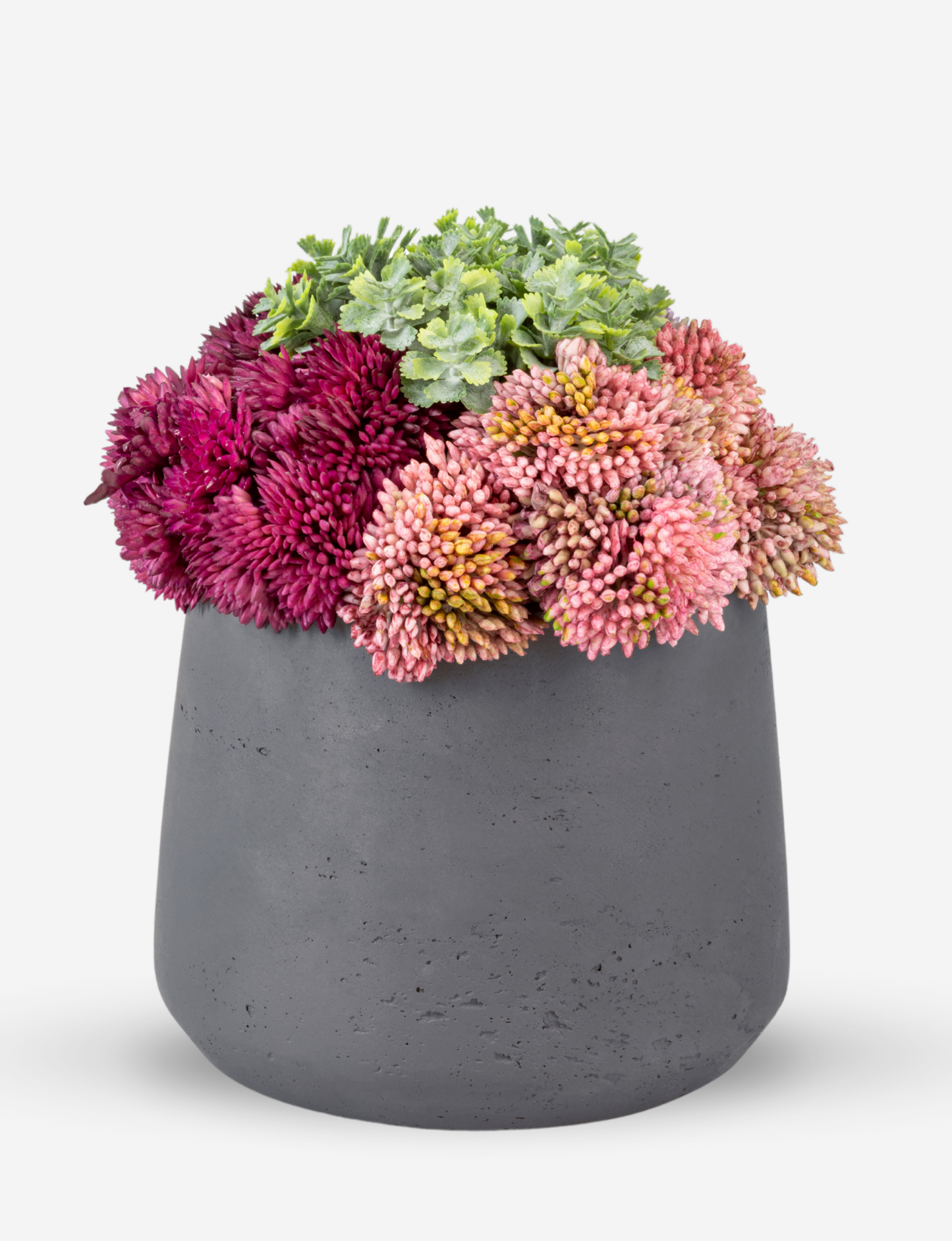 Leigh Sedum Arrangement