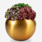 Valencia Gold Sedum Arrangement